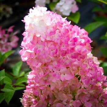 hydrangea-paniculata-sundae-fraise3