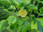liriodendron-tulipifera-aureomarginata-2