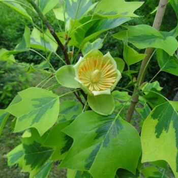 liriodendron-tulipifera-aureomarginata-2