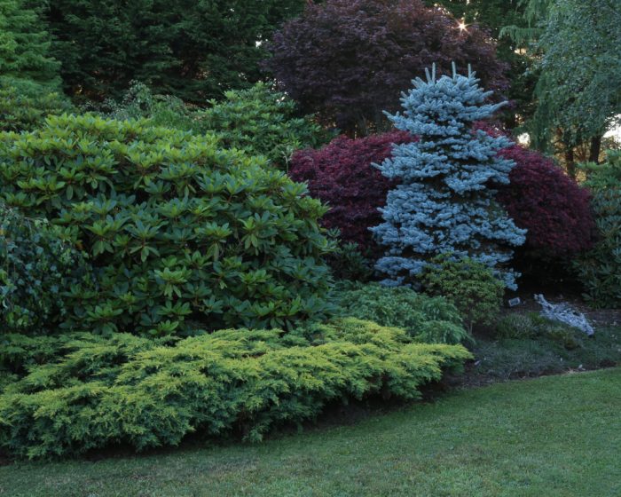 juniperusi u vrtu - kombinacije