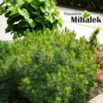 Pinus brepo sadnica 2