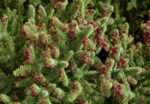abies-pinsapo-2