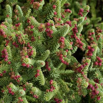 abies-pinsapo-2
