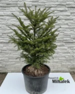 abies-pinsapo-spanska-jela-sadnice