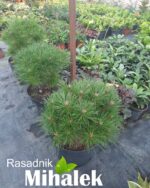 pinus-brepo-septembar