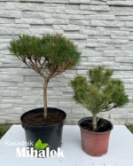 pinus-brepo-varijacije