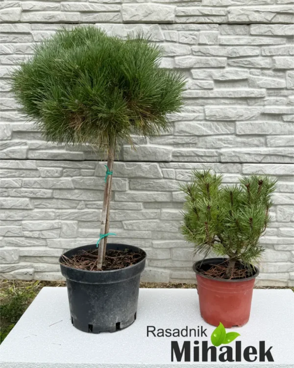 pinus-brepo-varijacije-3