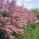 tamarix-tetrandra-2