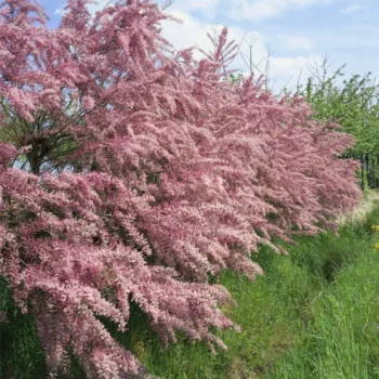 tamarix-tetrandra-2