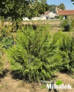 thuja-plicata-busen