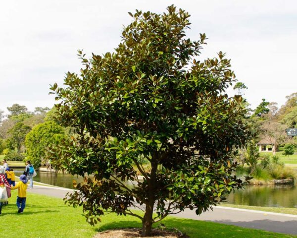 Magnolia-grandiflora6