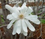 magnolia-stellata2
