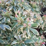 Pieris-japonica-White-Rim-2