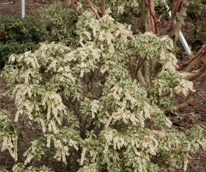 Pieris-japonica-White-Rim-5 Pieris-japonica-White-Rim-5