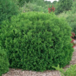 Thuja Occidentalis Woodwardii