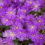 zvezdan-svetlo-ljubicast-1