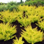 berberis golden carpet