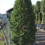 Carpinus betulus „Fastigiata“ – grab