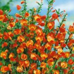cytisus-lena