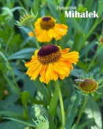 helenium-pumilum-magnificum-lazar-markovic