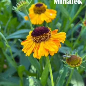 helenium-pumilum-magnificum-lazar-markovic