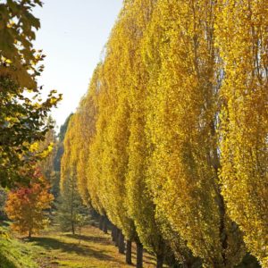 jablan-drvored-u-jesen