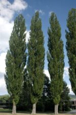 jablani-populus_nigra_italica_1