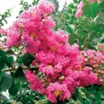 lagerstroemia petite pink2