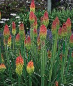 kniphofia hirsuta fire dance