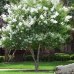lagerstoemia indica natches