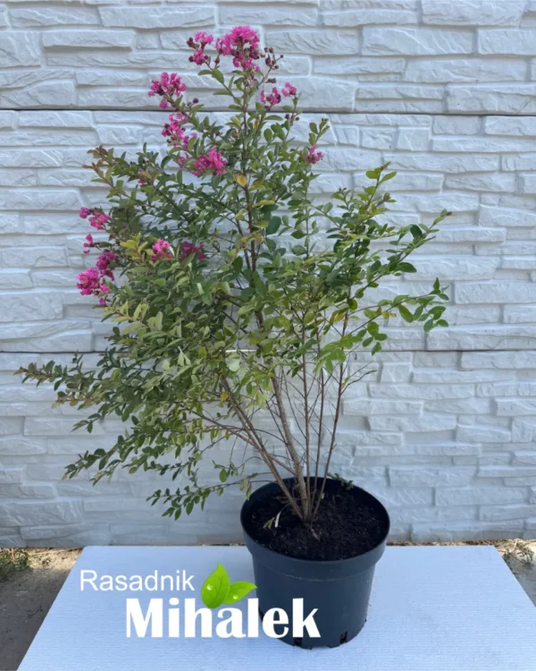 lagerstroemia-rubra-sadnica-2