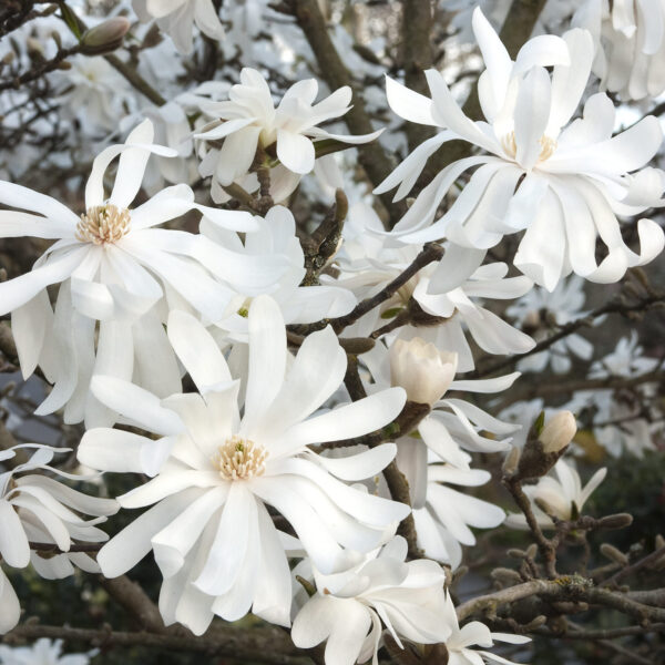 magnolija-bela-stellata-zvezdasta-magnolija