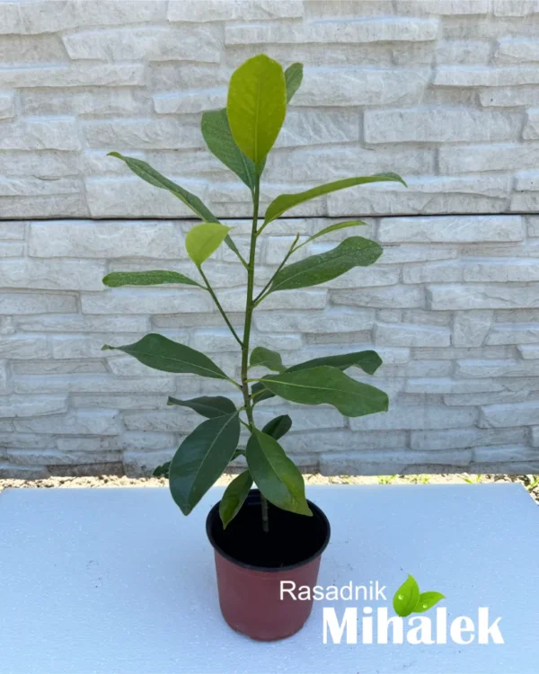 magnolia-grandiflora-sadnica-2