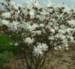 magnolija-bela-stellata2