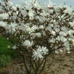 magnolija-bela-stellata2