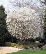 magnolija-bela-stellata1