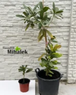 magnolija-grandiflora-varijac-2