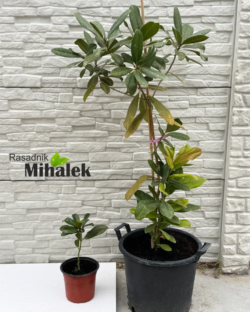 magnolija-grandiflora-varijac-2 magnolija-grandiflora-varijac-2