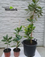magnolija-grandiflora-varijacije