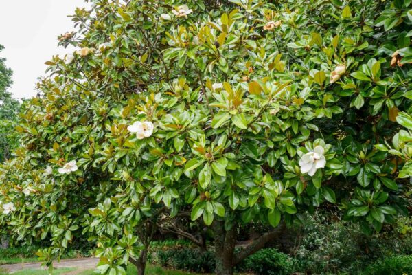 magnolija-grandiflora4