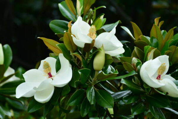 magnolija-grandiflora5
