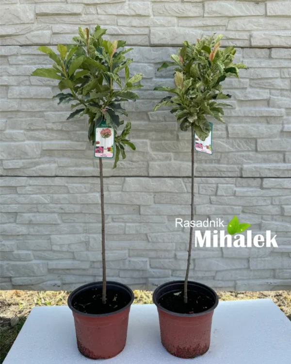 photinia-pink-crispy-stap-manje-1