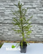 picea-abies-zelena-manja