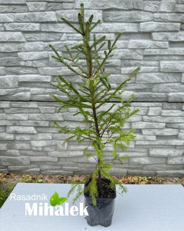 picea-abies-zelena-manja