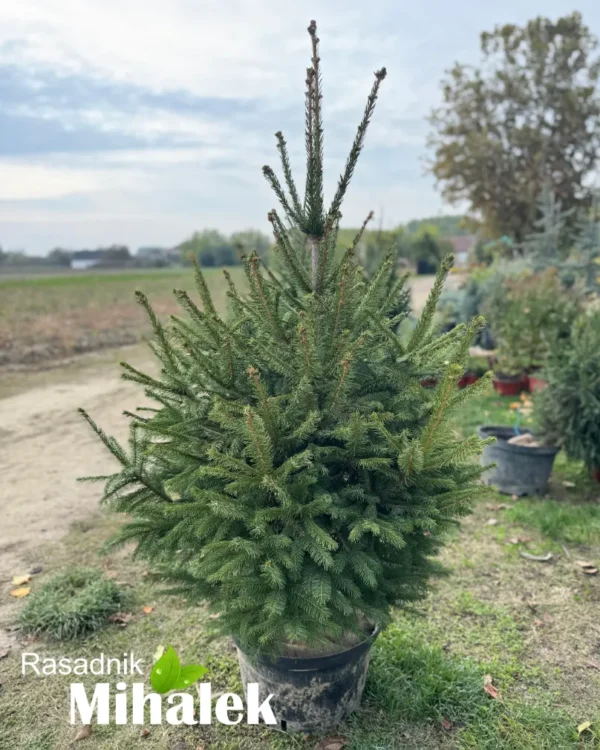 picea-abies-zelena-smrca-sadnica-1