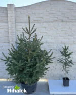 picea-abies-zelena-smrca-varijacije-3