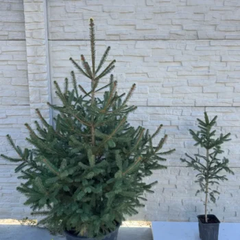 picea-abies-zelena-smrca-varijacije-3