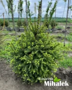 picea-abies-zelena-veca
