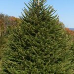 picea-abies-zelena-smrča1