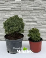 picea-alberta-globe-3